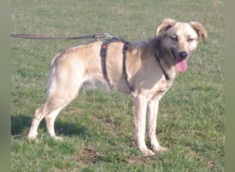 Schüchterner junger Hundemann sucht einfühlsame Menschen 