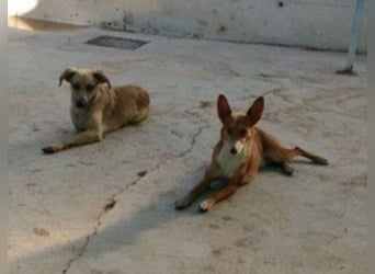 Schüchterner junger Hundemann sucht einfühlsame Menschen 