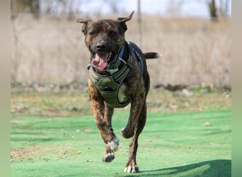 Edgar sucht sportliches Zuhause!