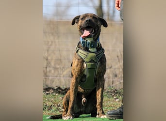 Edgar sucht sportliches Zuhause!