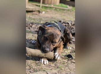 Edgar sucht sportliches Zuhause!
