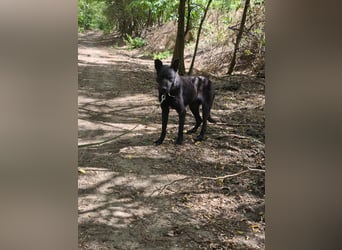 Apollo sucht sicheren Hafen!