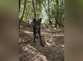 Apollo sucht sicheren Hafen!