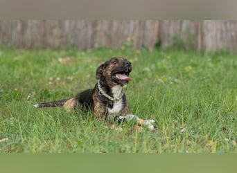Edgar sucht sportliches Zuhause!