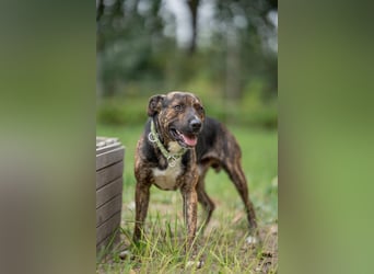 Edgar sucht sportliches Zuhause!