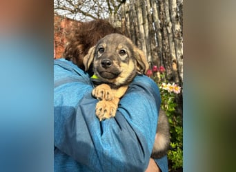 Welpe KODA sucht ein warmes Plätzchen