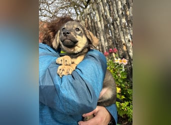 Welpe KODA sucht ein warmes Plätzchen