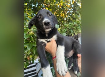 Welpe BOBBY sucht ein liebevolles Zuhause