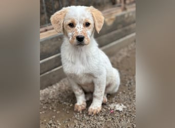 Welpe BALU sucht ein liebevolles Zuhause