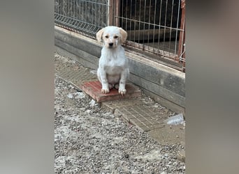 Welpe BALU sucht ein liebevolles Zuhause