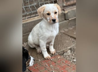 Welpe BALU sucht ein liebevolles Zuhause