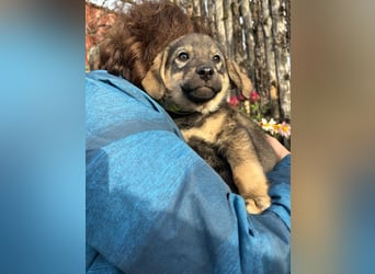 Welpe KODA sucht ein warmes Plätzchen