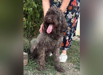 ROCCO (*2024) auf der Suche nach seinem Glück