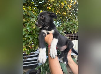 Welpe BOBBY sucht ein liebevolles Zuhause