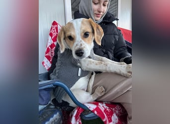 NIKO (*2025) auf der Suche nach seinem Glück