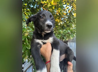 Welpe BOBBY sucht ein liebevolles Zuhause