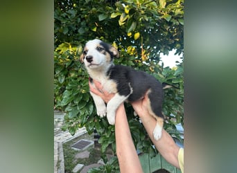 Welpe BELLE (w) sucht ein liebevolles Zuhause