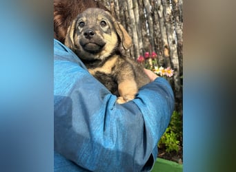 Welpe KODA sucht ein warmes Plätzchen