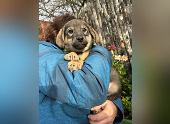 Welpe KODA sucht ein warmes Plätzchen