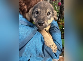 Welpe KODA sucht ein warmes Plätzchen