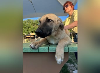 Welpe NINA sucht ein liebevolles Zuhause
