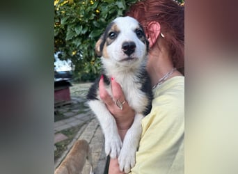 Welpe BELLE (w) sucht ein liebevolles Zuhause