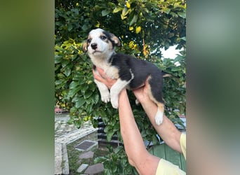 Welpe BELLE (w) sucht ein liebevolles Zuhause