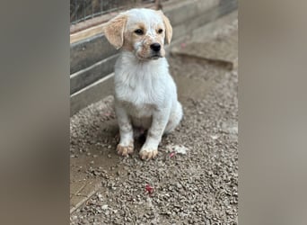 Welpe BALU sucht ein liebevolles Zuhause