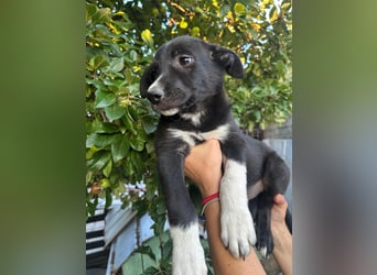 Welpe BOBBY sucht ein liebevolles Zuhause