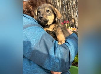 Welpe KODA sucht ein warmes Plätzchen