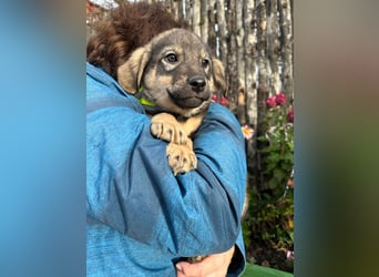 Welpe KODA sucht ein warmes Plätzchen