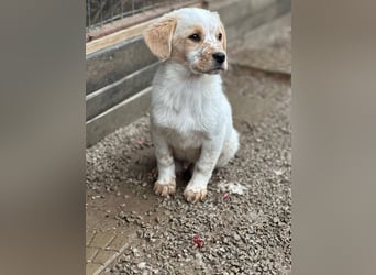 Welpe BALU sucht ein liebevolles Zuhause