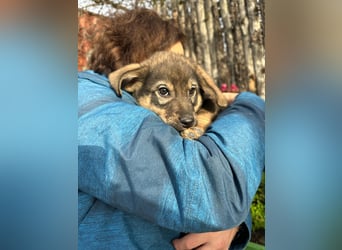 Welpe KODA sucht ein warmes Plätzchen