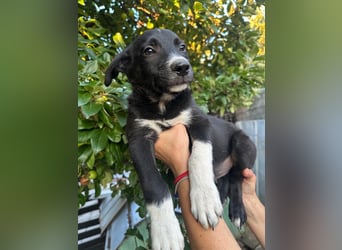 Welpe BOBBY sucht ein liebevolles Zuhause