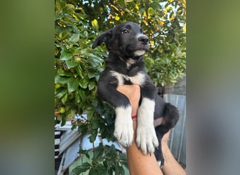 Welpe BOBBY sucht ein liebevolles Zuhause