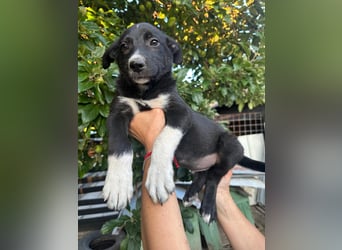 Welpe BOBBY sucht ein liebevolles Zuhause