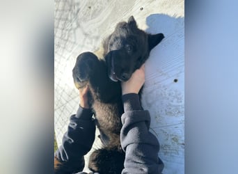 Wolle, lustiger Hundebub sucht sein Glück