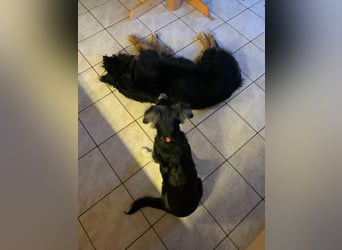 RONDA ❤  wartet in 42281 Wuppertal auf Dich