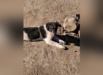 Vasko, hübscher Hundebub sucht liebevolle Menschen