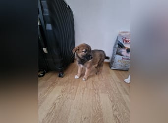 Tomi, kleiner Zwerg sucht sein passendes Körbchen