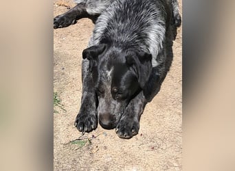 Berta, Hundemädchen sucht liebevolle Hände