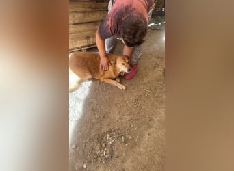 Ein Körbchen für Vulpi