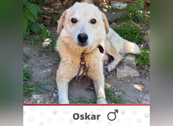 OSKAR ❤ EILIG! sucht Zuhause oder Pflegestelle