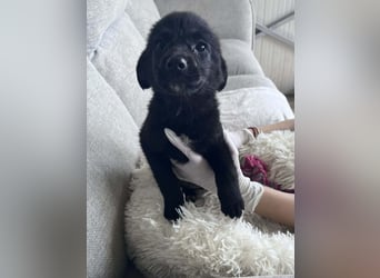 FREYA ❤️  wartet in 97422 Schweinfurt auf Dich