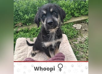 WHOOPI ❤  wartet in 30855 Langenhagen auf Dich