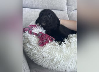 FREYA ❤️  wartet in 97422 Schweinfurt auf Dich