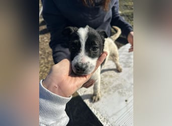 Xia,  verschmust, liebenswert sucht ihr Körbchen