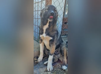 Timi, kleiner Hundemann sucht seine Menschen