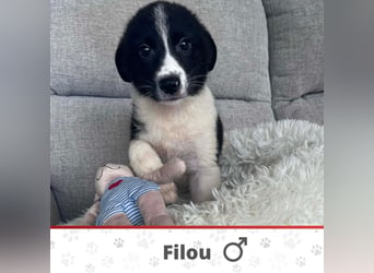 FILOU ❤️ SEHR EILIG! sucht Zuhause oder Pflegestelle