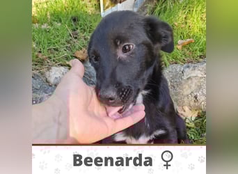 BEENARDA ❤  wartet in 50968 Köln auf Dich